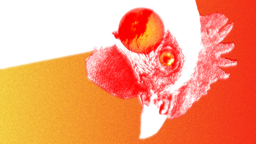 Nestbound